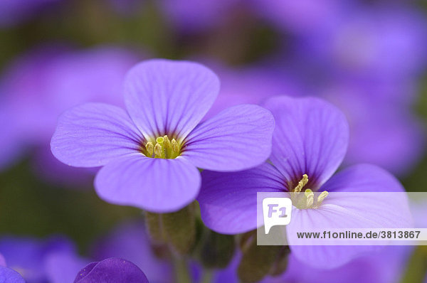 Blaukissen Aubrieta deltoidea Kreuzblütengewächs