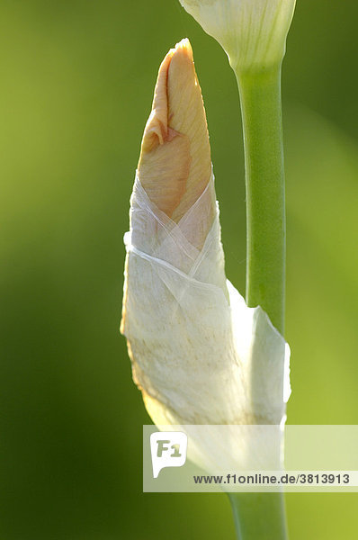 Iris (Iris Germanica)