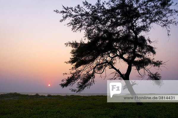 Baum und Sonnenuntergang in Goa  Indien  Asien