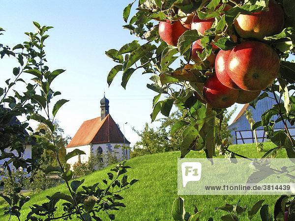 Apfelbaum vor einer Kapelle in der Bodensee-Region  Baden-Württemberg  Deutschland  Europa