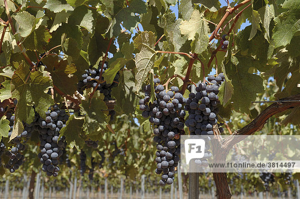 Köstliche Weintrauben in Chile