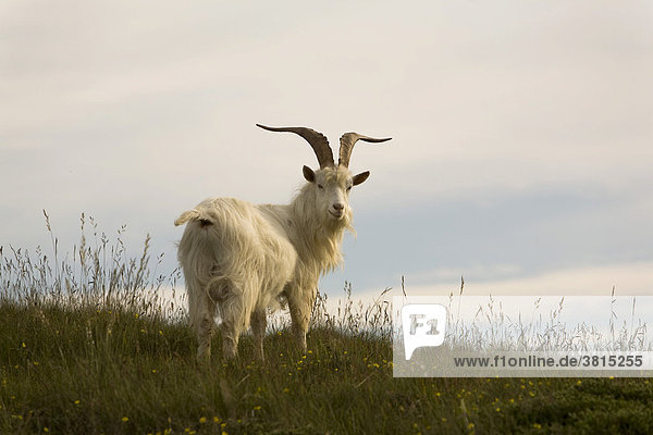 Wild lebende Kaschmir-Ziege in Great Orme  Llandudno  Wales  Großbritannien