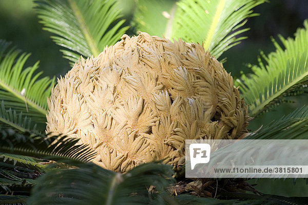 Japanese palm in botanic garden