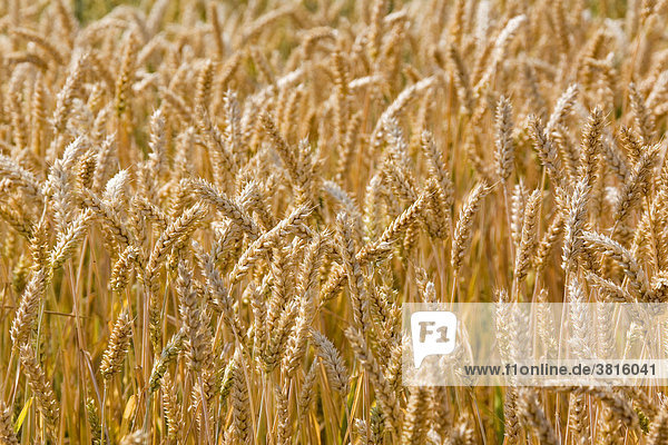 Wheatfield