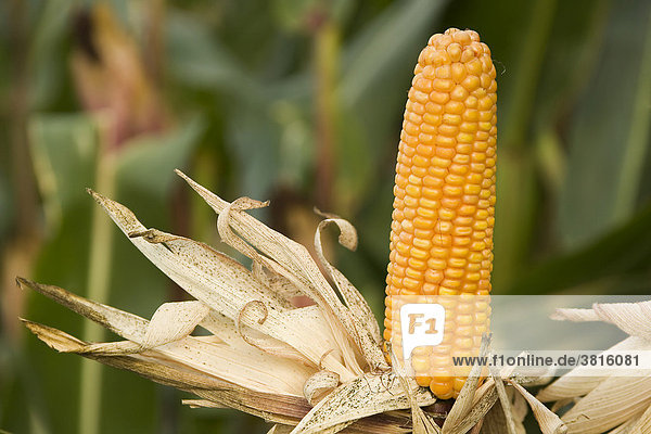 A ripe and golden corncob