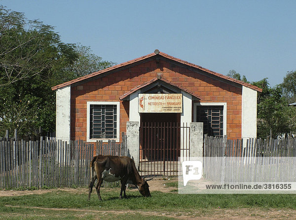 Kuh weidet vor einer winzigen Methodistenkirche in einem Vorort von Asuncion  Paraguay