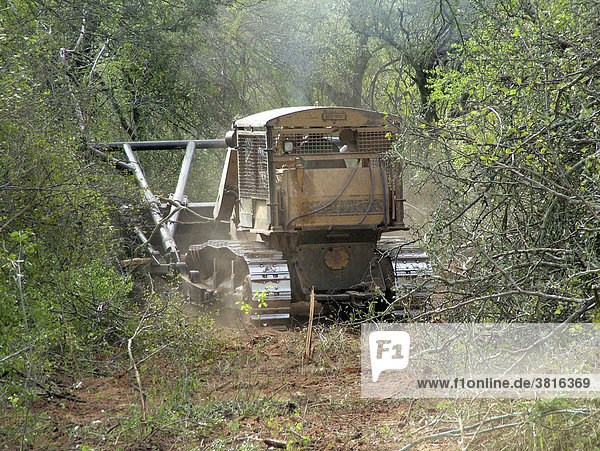 Rodung des Trockenwaldes mittels Bulldozer im Gran Chaco  Paraguay