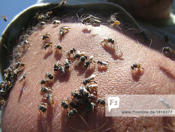 Unzählige kleinen Bienen sammeln sich auf der menschlichen Haut  um mit dem Schweiß Mineralien aufzunehmen