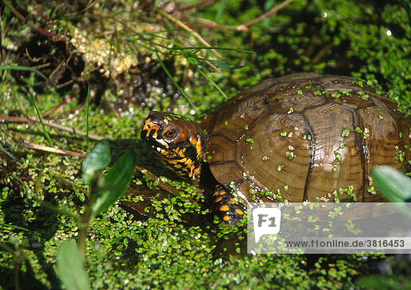 Farbenprächtige Dreizehen-Dosenschildkröte (Terrapene carolina)