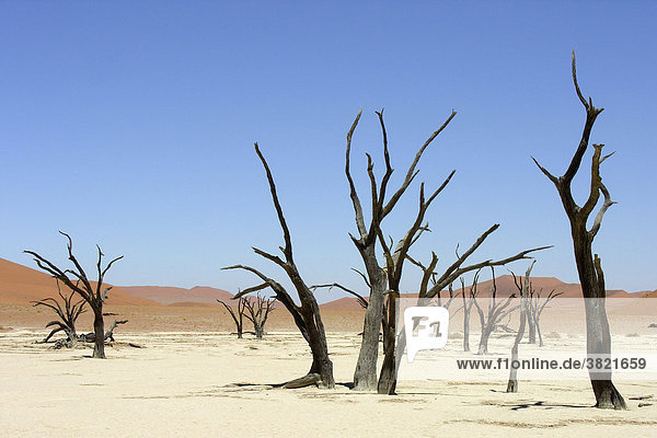 Afrika  Namibia  Deadvlei  Namib-Naukluft-Nationalpark