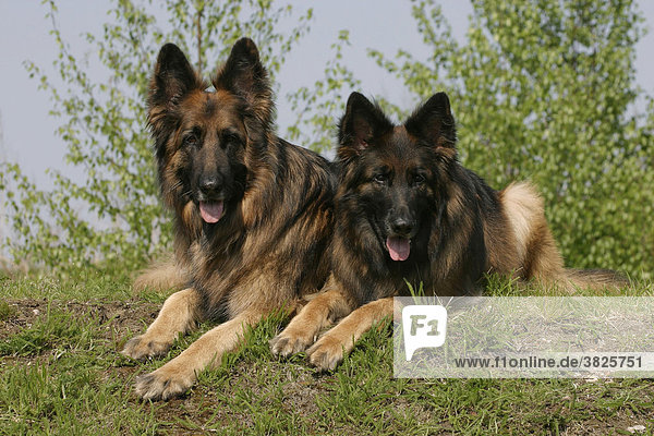 German Shepherd Dogs  longhaired