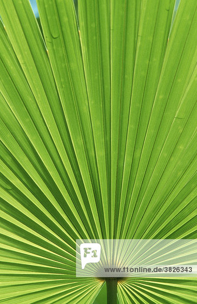 Palmetto  leaf detail  Everglades national park  Florida  USA (Serenoa repens)