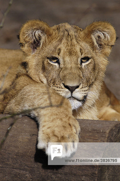 Afrikanischer Loewe  Jungtier (Panthera leo) Afrikanischer Löwe