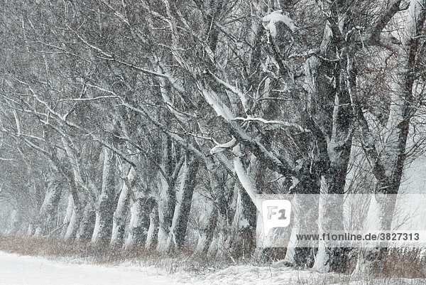 Snow covered deciduous trees  Schleswig-Holstein  Germany