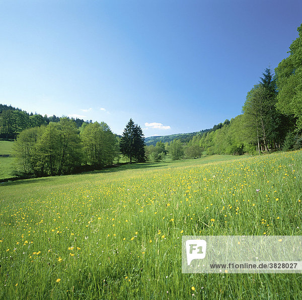 Meadow in spring  Alb valley  Black Forest  Baden-Wurttemberg  Germany