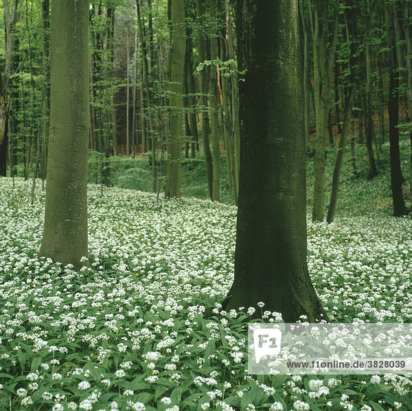 Ramsons in spring forest  Baden-Wurttemberg  Germany (Allium ursinum) bear's garlic