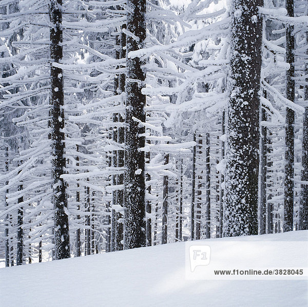 Snow covered coniferous trees  Black Forest  Baden-Wurttemberg  Germany