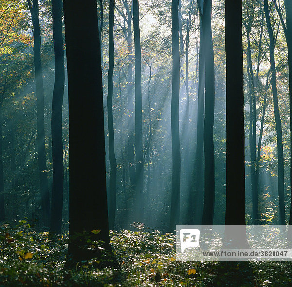 Sunrayes shining through deciduous forest  Baden-Wurttemberg  Germany