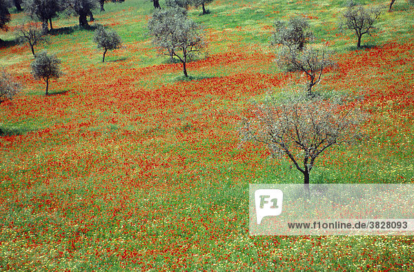 Olive plantation with blooming poppies  Alentejo  Portugal