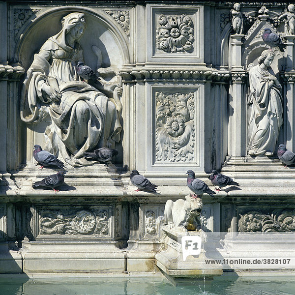 Pigeons at fountain  Piazza del Campo  Siena  Tuscany  Italy