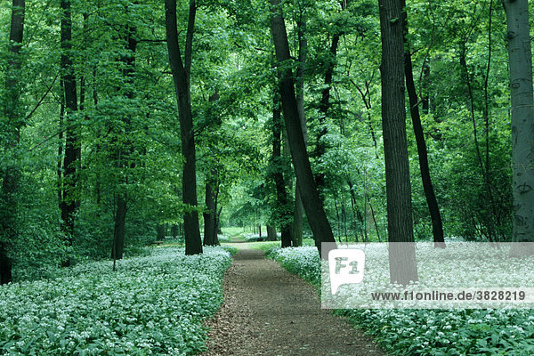 Waldweg  Laubwald mit Baerlauch  Sachsen-Anhalt  Deutschland (Allium ursinum) Bärlauch