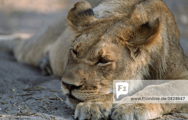 Afrikanischer Loewe  junges Maennchen  schlafend  Chobe-Nationalpark  Botswana / (Panthera leo) / Afrikanischer Löwe
