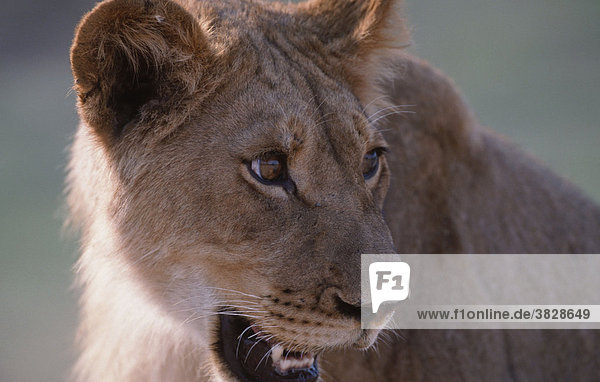 Loewin  Chobe-Nationalpark  Botswana / (Panthera leo) / Afrikanischer Löwe