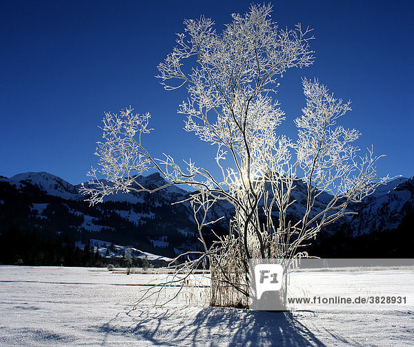 Rauhreifbedeckter Baum  Gstaad  Schweiz