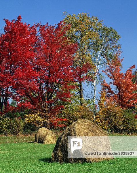 Heuballen auf Wiese im Herbst  New Hampshire  USA / Indian Summer