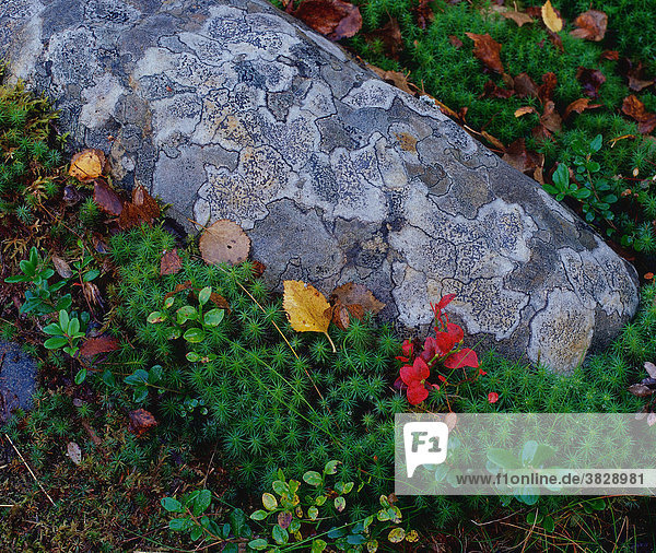 Stein mit Flechten in Moos  Lappland  Finnland