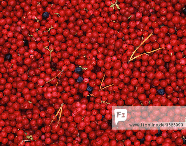 Preiselbeeren / (Vaccinium vitis-idaea)