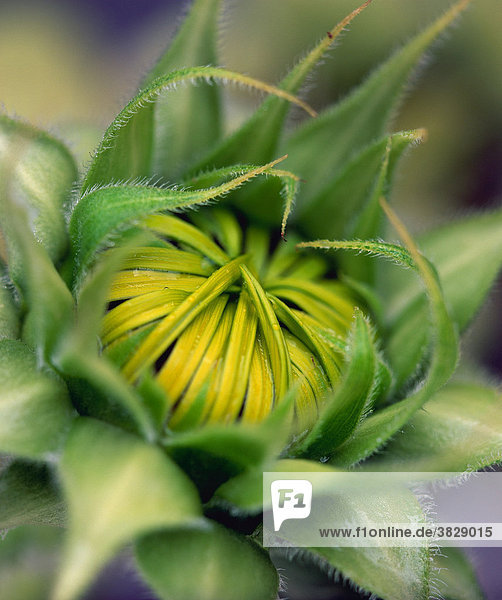 Sonnenblume  Knospe / (Helianthus spec.)