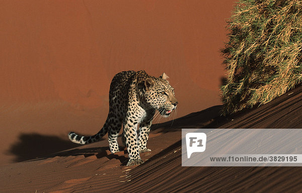 Leopard auf Sandduene  Namibia / (Panthera pardus)
