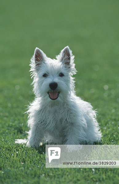 West Highland White Terrier  Welpe / Westie