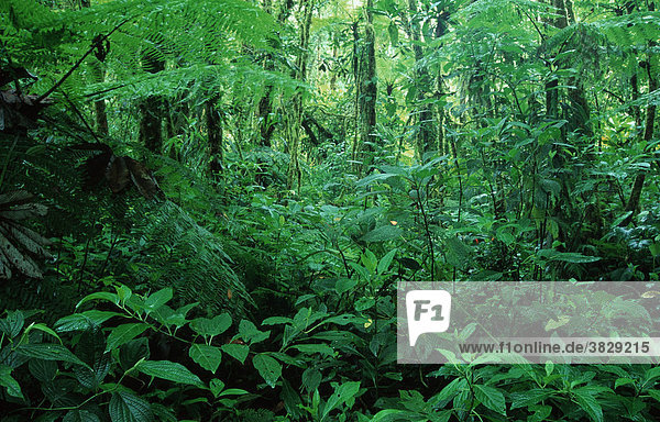Regenwaldreservat Monteverde  Costa Rica /