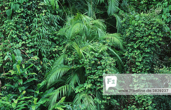 Tropischer Regenwald  Palmerston Rocks Nationalpark  Queensland  Australien