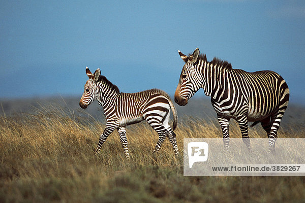 Kap-Bergzebras  Stute mit Fohlen  Mountain Zebra Park  Suedafrika / (Equus zebra zebra)
