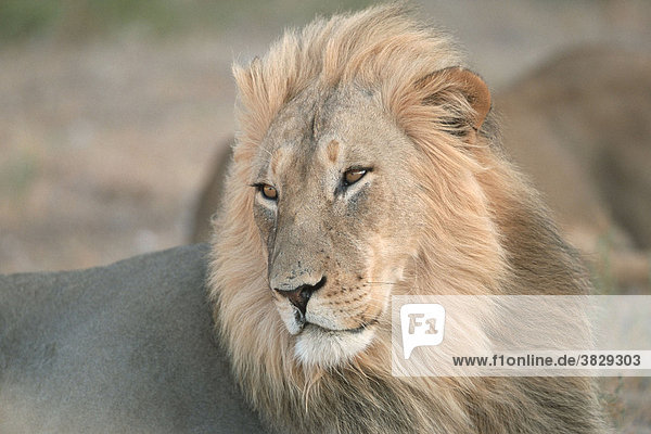 Afrikanischer Loewe  maennlich  Kalahari-Gemsbok-Park  Suedafrika / (Panthera leo) / Afrikanischer Löwe
