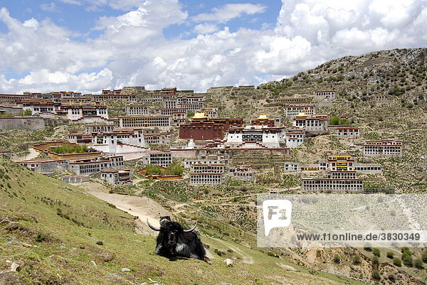 Yak lies on the pasture in front of Ganden Monastery Tibet China