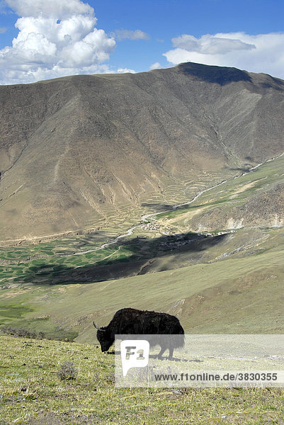 Yak grazing on the pasture near Ganden Monastery Tibet China