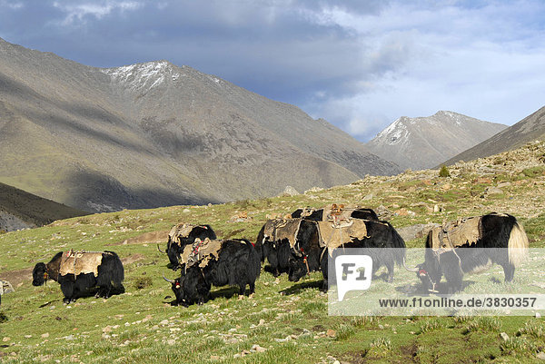 Yak grazing on the pasture in the valley of Hepu Tibet China