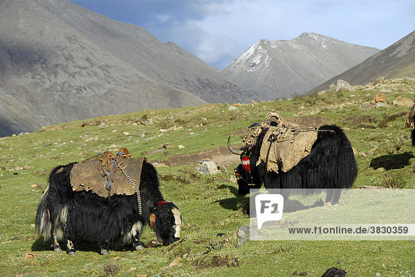 Two Yak grazing on the pasture in the valley of Hepu Tibet China