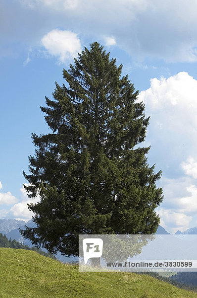 Fichte Picea abies freistehend an einem Berghang bayerische Alpen