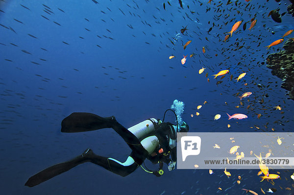 Middle East Egypt Red Sea scubadiver