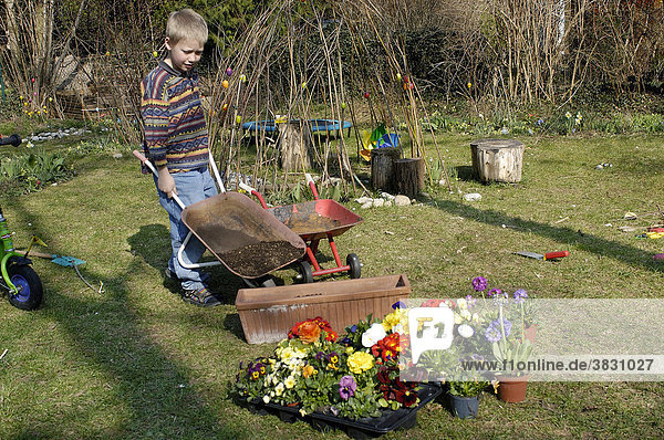 Seven year old boy is pushing a wheel barrow with terra to plant flowers in spring