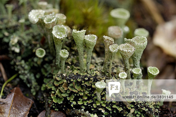 Cup lichen  Cladonia Fimbrata