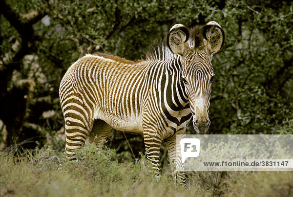 Grevyzebra Fohlen ( Equus grevyi ) Samburu National Reservat - Kenia Afrika
