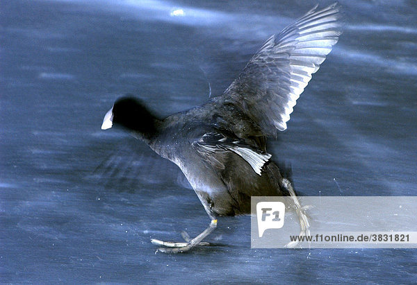 Rails coot (Fulica atra) escapes on ice flapping its wings