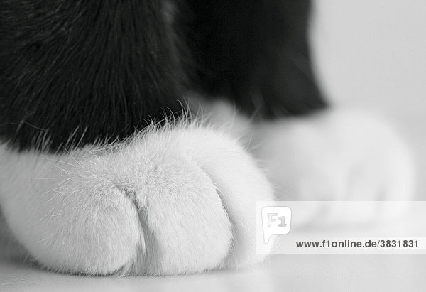 Cats paws