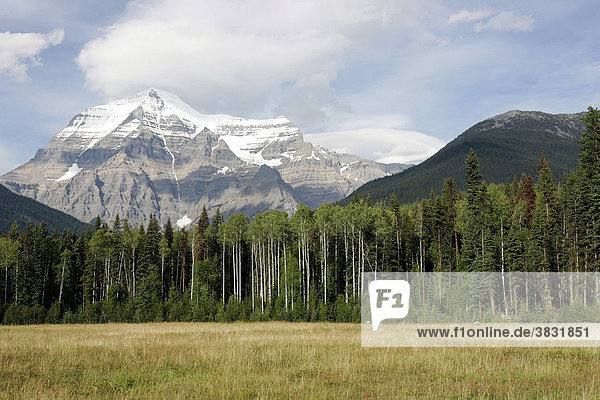 Grasland in front of Mount Robson  British Columbia  Canada